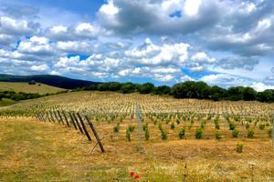 Terreno Arzachena