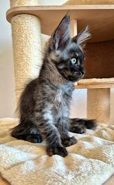 Maine Coon con pedigree alta genealogia XXL
