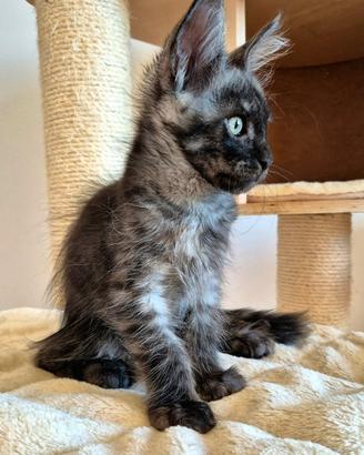 Maine Coon con pedigree alta genealogia XXL