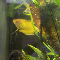 Trichogaster Gold adulto maschio