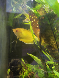 Trichogaster Gold adulto maschio