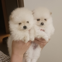 Spitz pomeriano