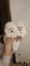 Spitz pomeriano