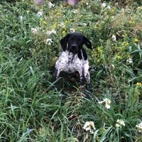 Cane da tartufo