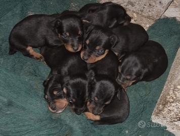 Jagd terrier