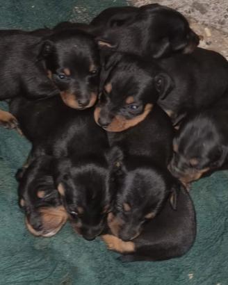 Jagd terrier