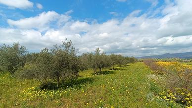 Terreno agricolo pianeggiante con ulivi e acqua