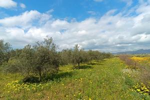 Terreno agricolo pianeggiante con ulivi e acqua