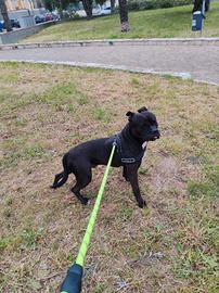 Maschio american bully