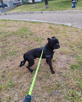 Maschio american bully