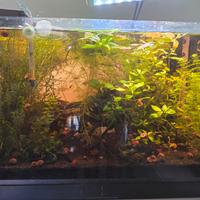 Piante acquario/laghetto