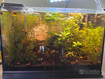 Piante acquario/laghetto