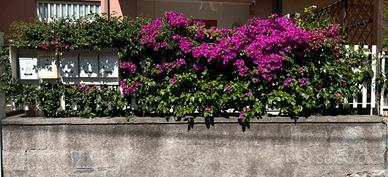 Piante bouganville