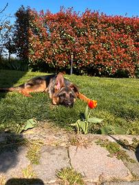 Cucciolo pastore tedesco