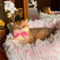 Gattino British Golden