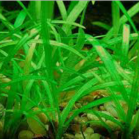 Pianta per acquari sagittaria subulata