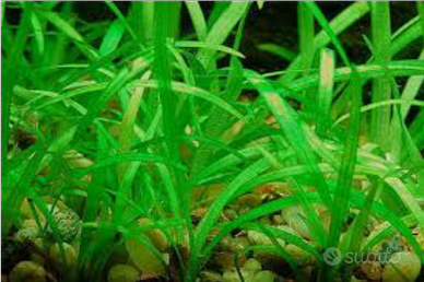 Pianta per acquari sagittaria subulata
