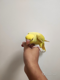 Parrocchetto dal collare