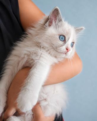 Cucciolo ragdoll blu bicolor