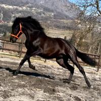 Cavallo Andaluso