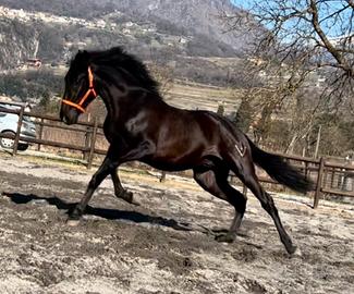 Cavallo Andaluso