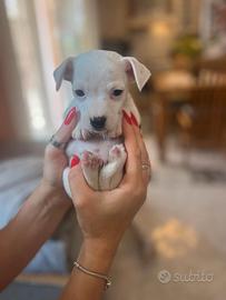 Sono un Jack Russel mini