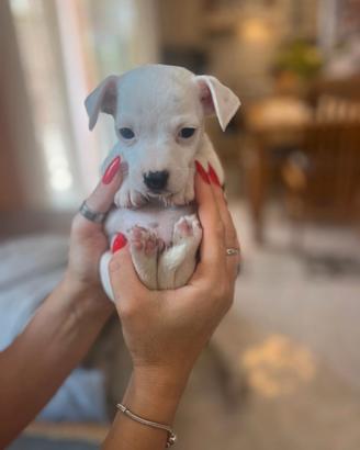 Sono un Jack Russel mini