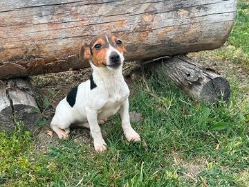 Jack Russell