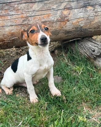 Jack Russell