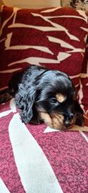 Cocker Spaniel Inglese Cuccioli in arrivo