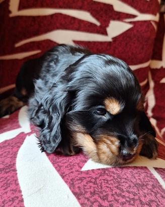 Cocker Spaniel Inglese Cuccioli in arrivo