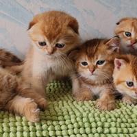 Cuccioli scottish fold e straight