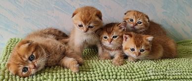 Cuccioli scottish fold e straight