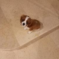 Cucciolo Cavalier King