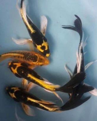 KOI BUTTERFLY e pinna corta 10cm