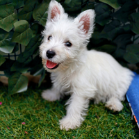 West highland white terrier