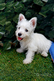 West highland white terrier