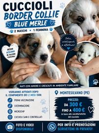 Cuccioli border collie blu Merle maschi e femmine