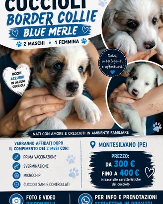 Cuccioli border collie blu Merle maschi e femmine