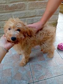 maltipoo 