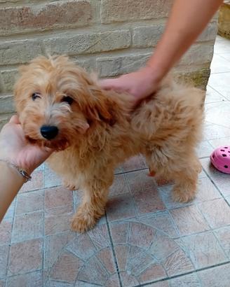 maltipoo 
