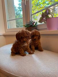 Cuccioli barboncino  pronti M e F pagamento sempli