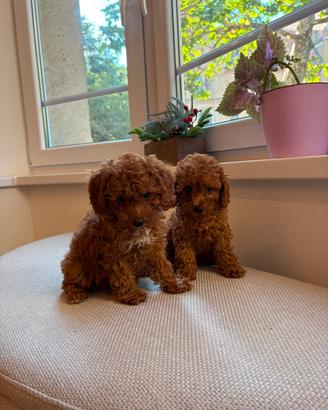 Cuccioli barboncino  pronti M e F pagamento sempli
