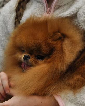 MONTA Spitz TOY zwergspitz pomerania ROSSO