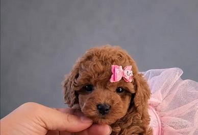 Cuccioli toy red