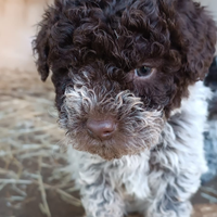 Lagotto romagnolo Pedigree Roi da tartufo