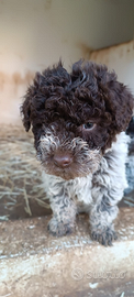 Lagotto romagnolo Pedigree Roi da tartufo