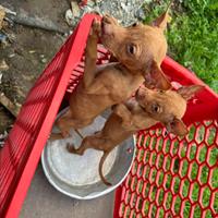 Cuccioli di cirneco dell'Etna