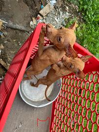 Cuccioli di cirneco dell'Etna