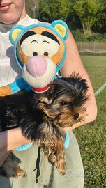 Yorkshire Terrier cuccioli